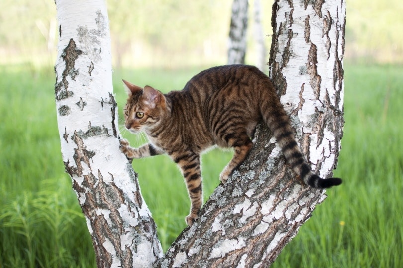 Toyger cat on white tree