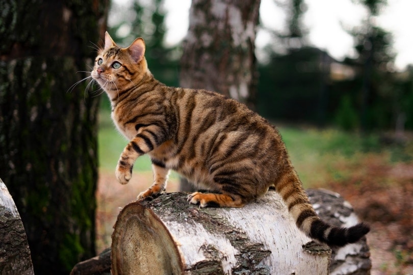 Toyger cat