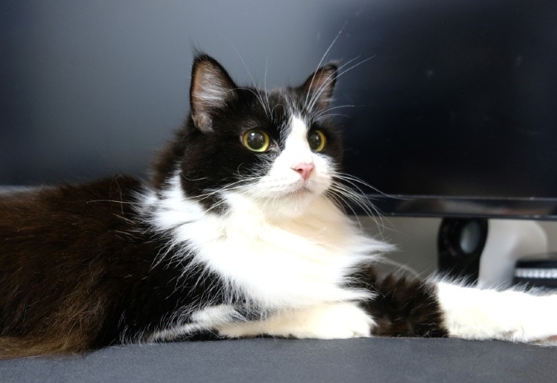 Gato tuxedo acostado frente a pantalla de TV.