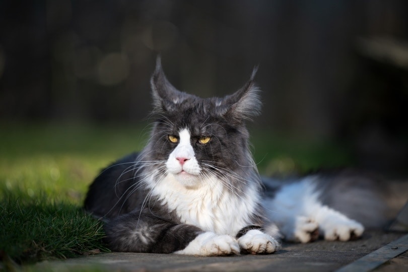 Tuxedo maine coon lying outdoor