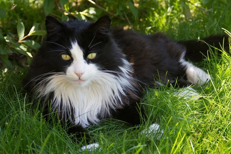 Tuxedo maine coon on grass