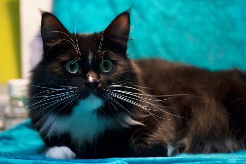 Tuxedo maine coon