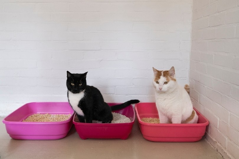 Do cats share on sale the same litter box
