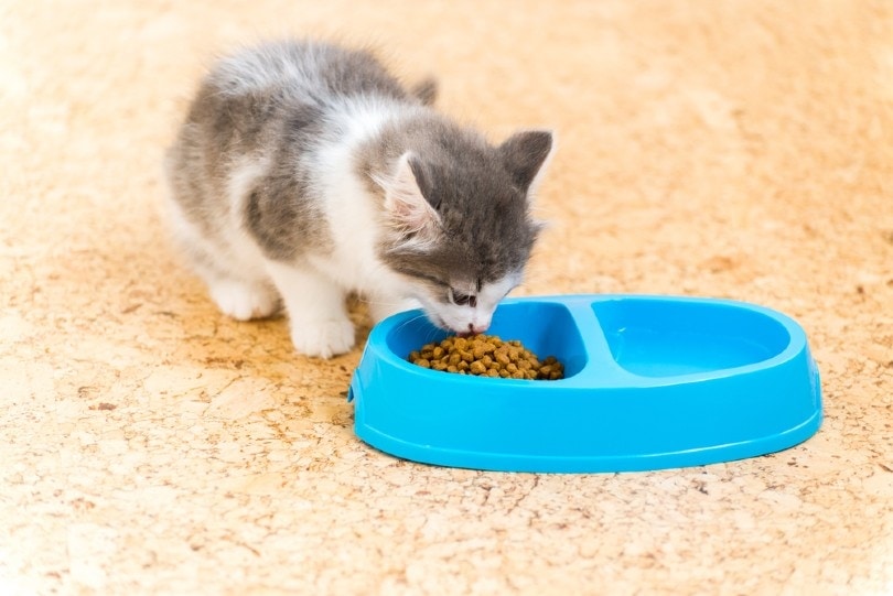 a kitten eating dry food