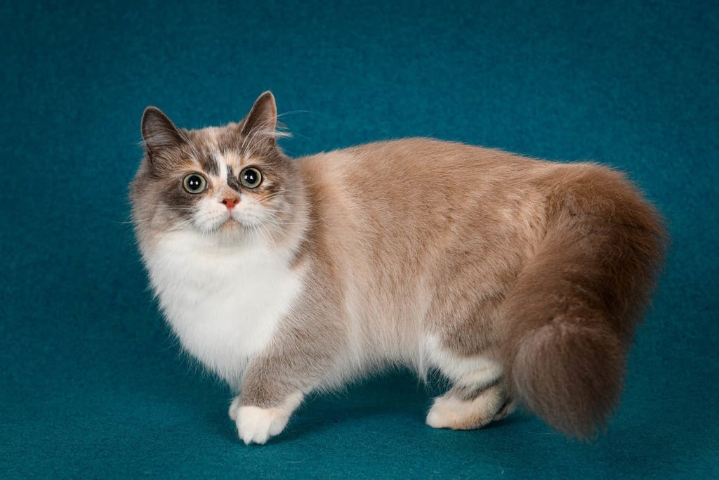 mèo munchkin đáng yêu