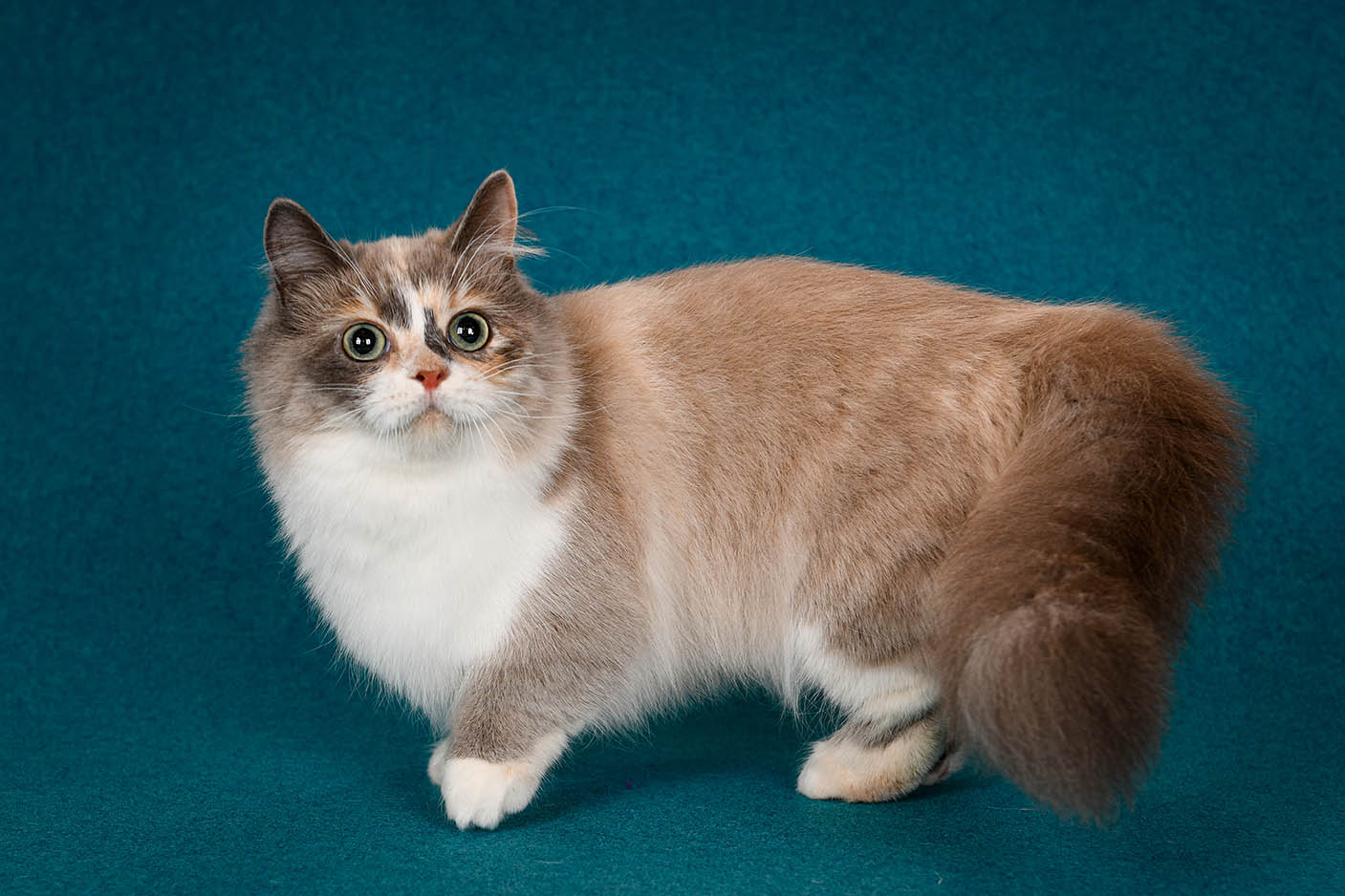 20 Rarest Cat Breeds in the World – Neater Pets