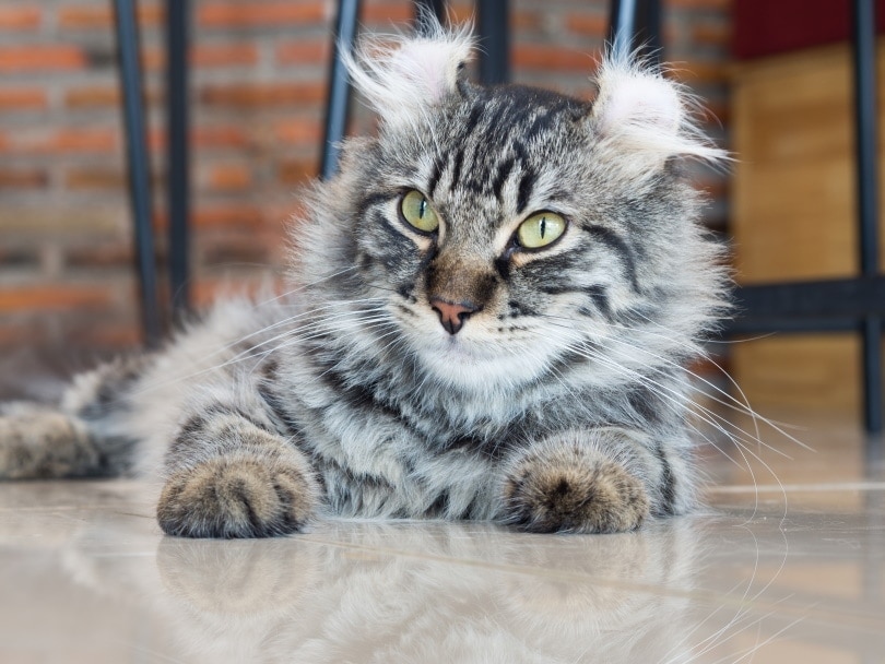 american curl cat lying on the floor