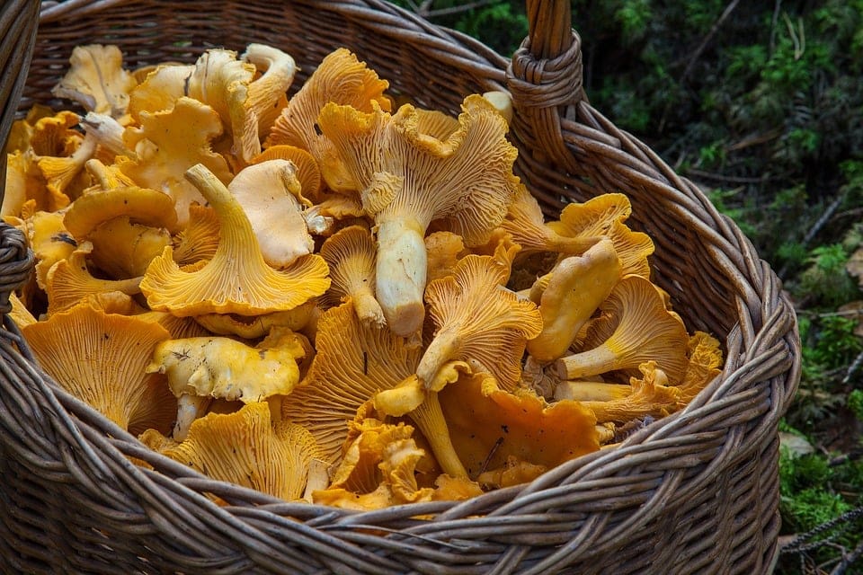 basket filled with mushrooms