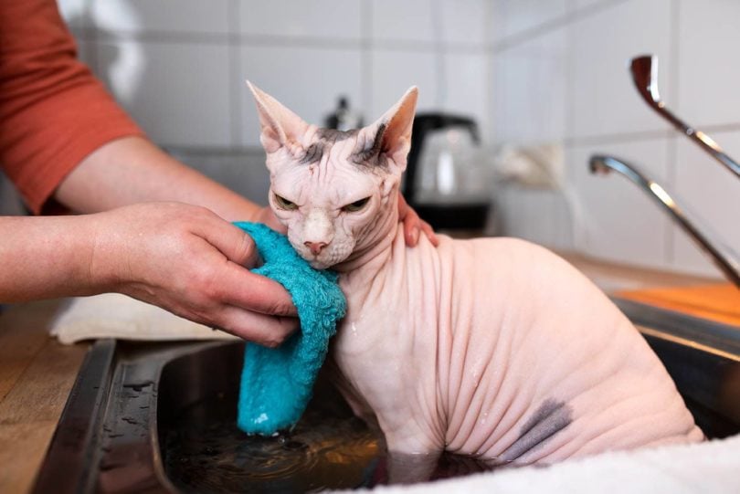 bathing sphynx cat