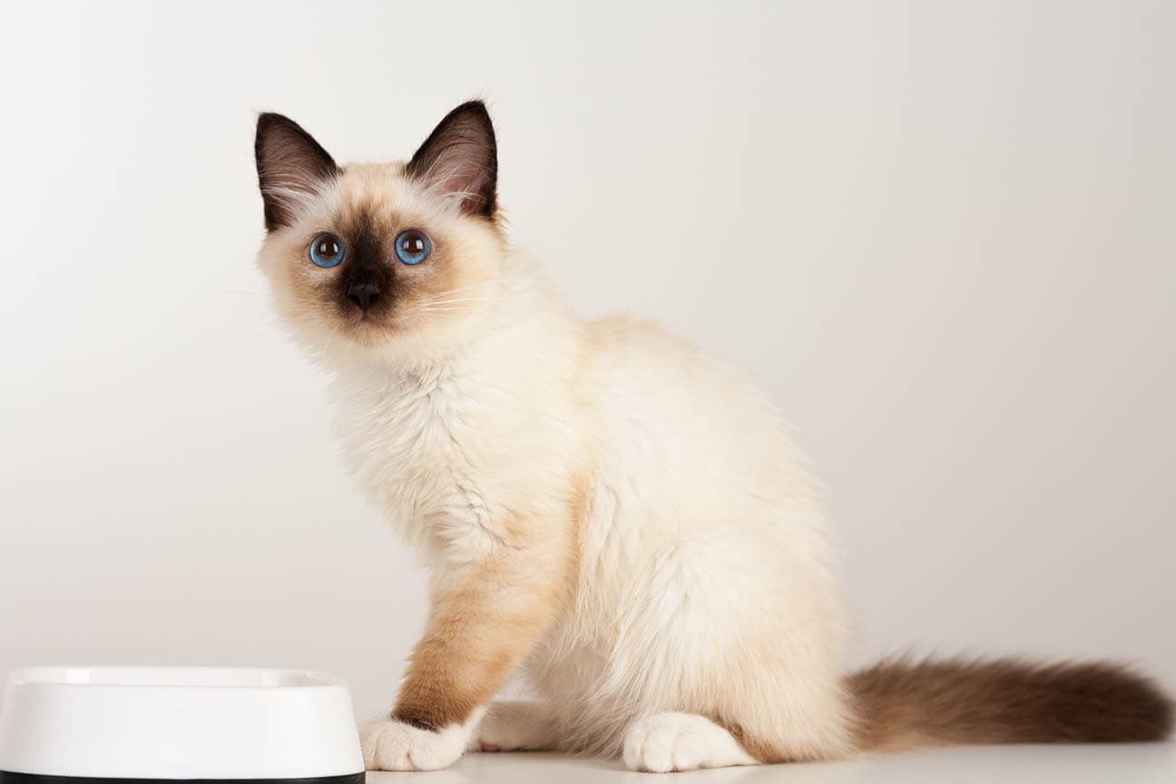 Birman cats for sales sale near me