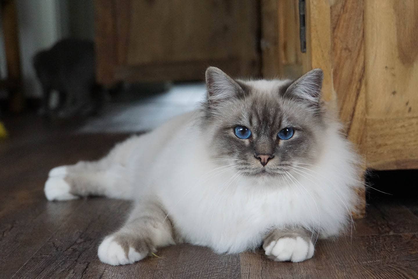 How Much Does a Birman Cat Cost? (2021 Price Guide) Hepper