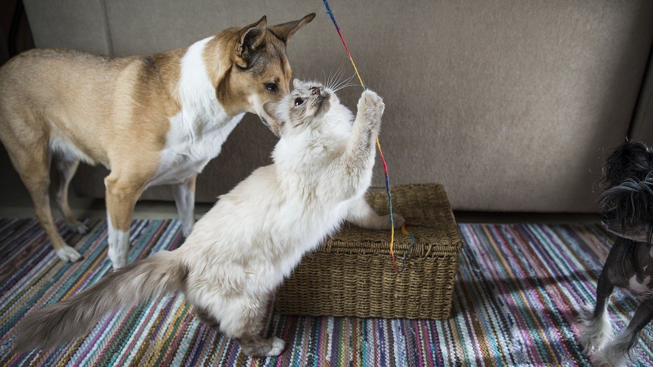 birman cat with dog playing a toy