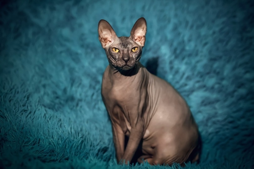 Black Sphynx Cat Facts, Origin, and History (With Pictures) Hepper