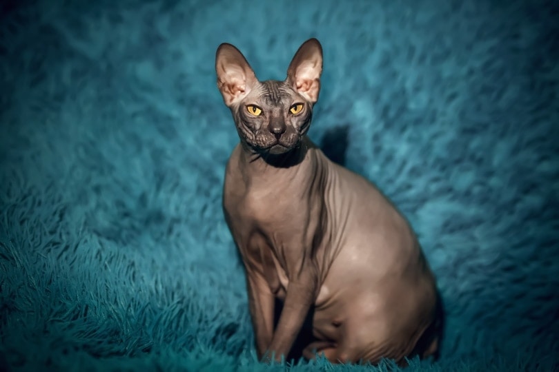 Un chat sphynx noir