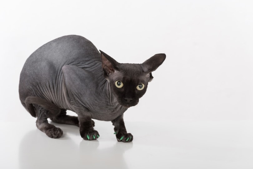 Dunkle Sphynx Katze