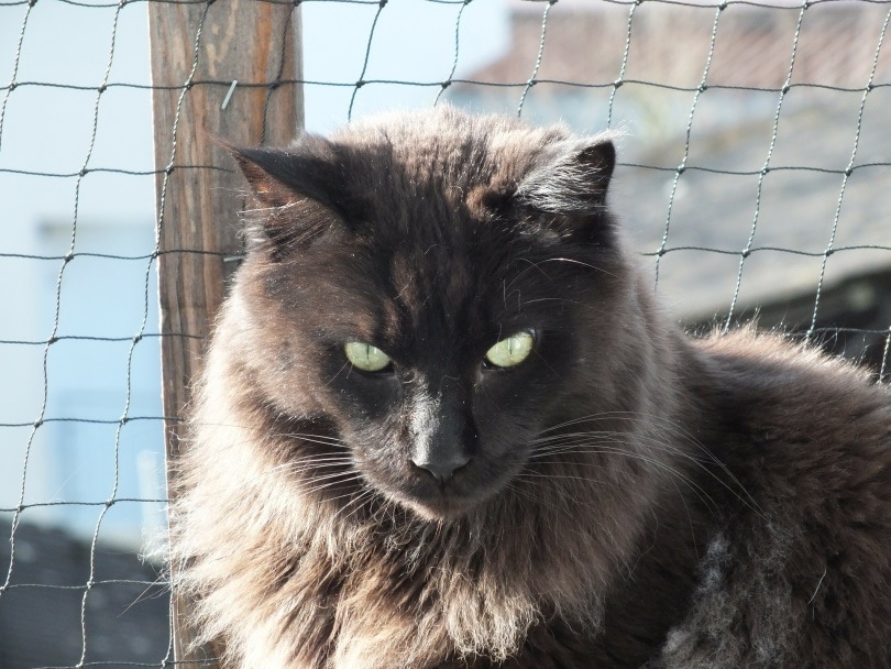 blue maine coon close up