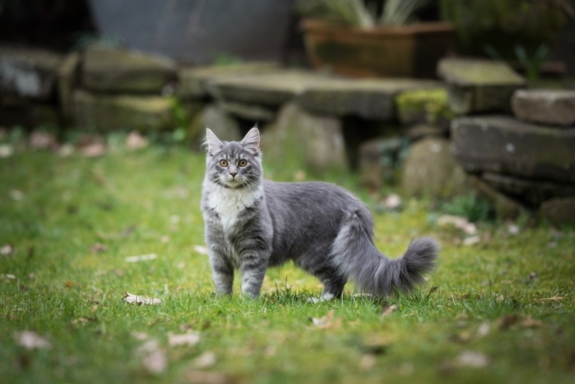Cuánto cuesta adoptar un gato