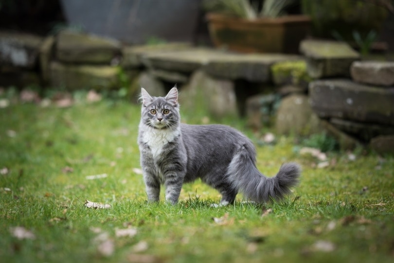 Maine coon bleu debout dans l'herbe