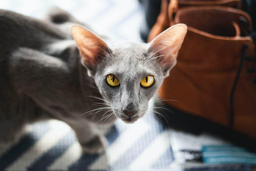 blue oriental shorthair