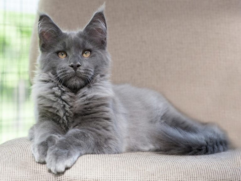 How Much Does A Maine Coon Cat Cost? 2024 Price Guide Hepper