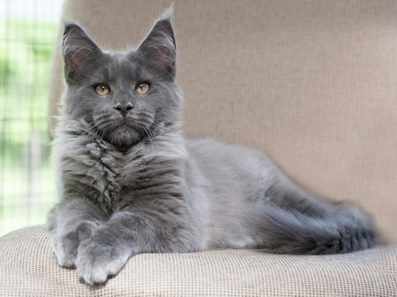How Much Does A Maine Coon Cat Cost? (2022 Price Guide) Hepper ABeamer