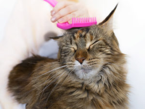 brushing a maine coon