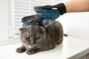 brushing cat with gloves