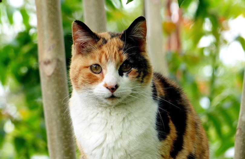 calico cat_Del Green_Pixabay