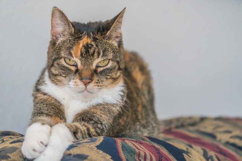 calico cat