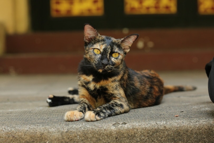 calico cat Pham Trung