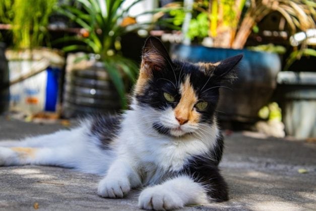 How Much Does a Calico Cat Cost? (2021 Guide) Hepper
