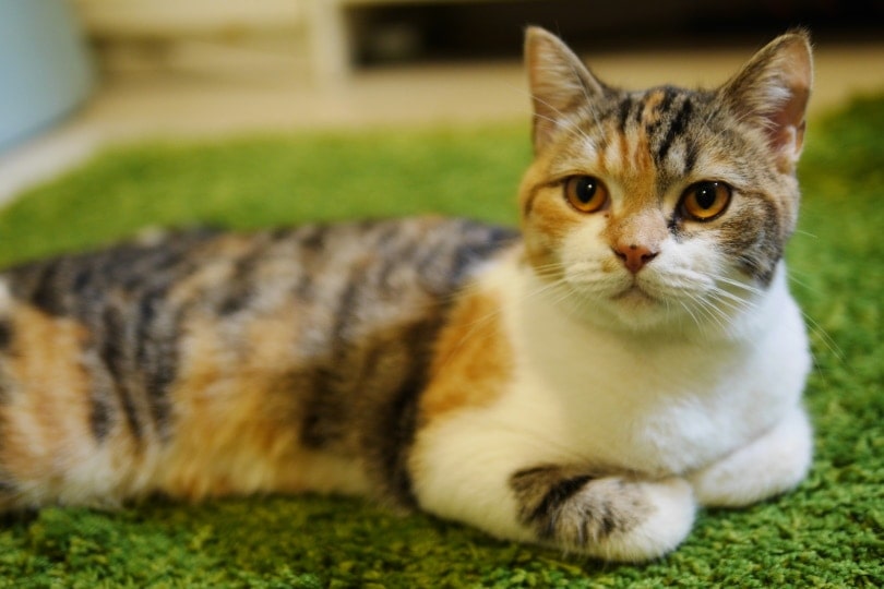 Male sales calico price