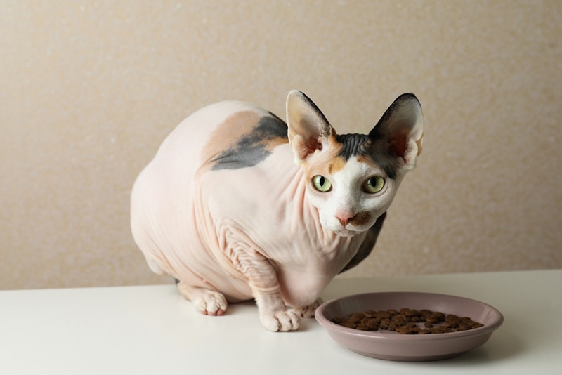 calico sphynx cat
