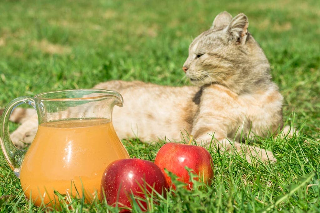 cat and apple juice