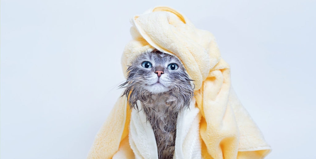 cat bath