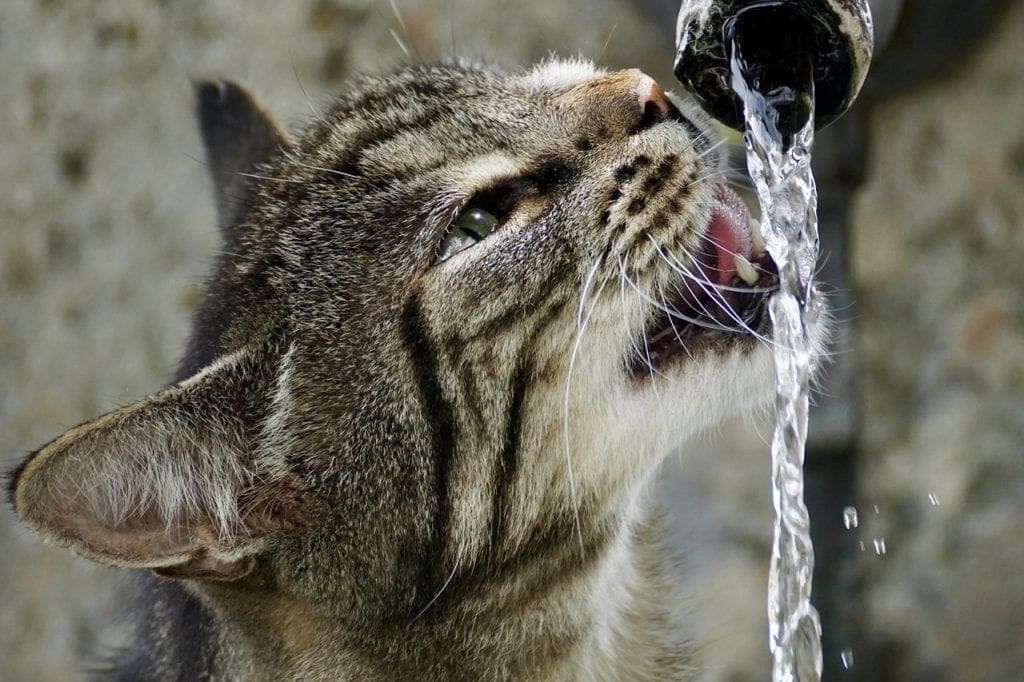 cat drinking in the faucet