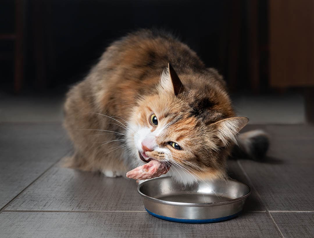 Can Cats Eat Raw Chicken Health Risks And Benefits Meow Guide