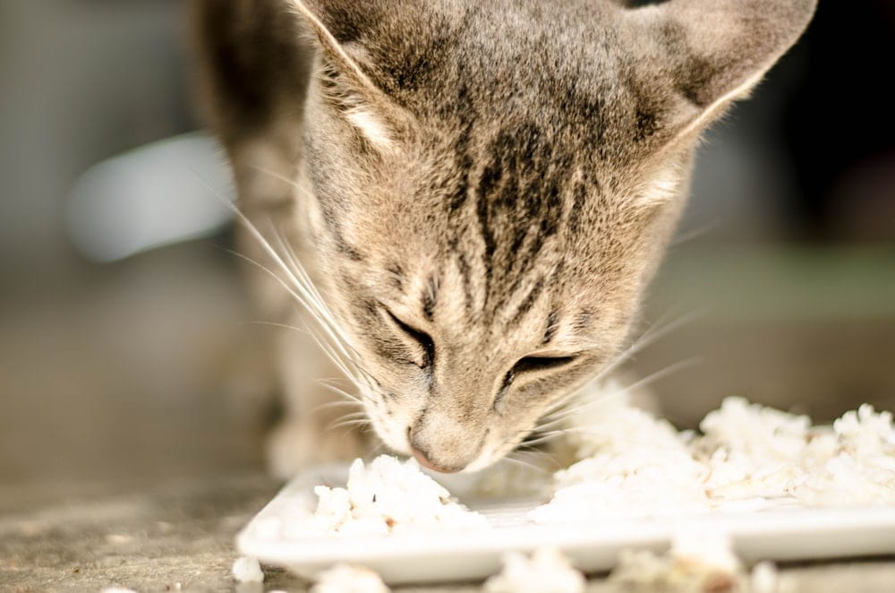 cat eating rice