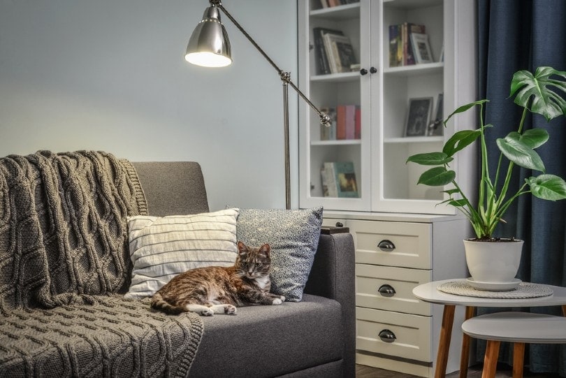 cat on a grey couch