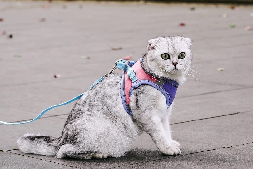 cat on a harness