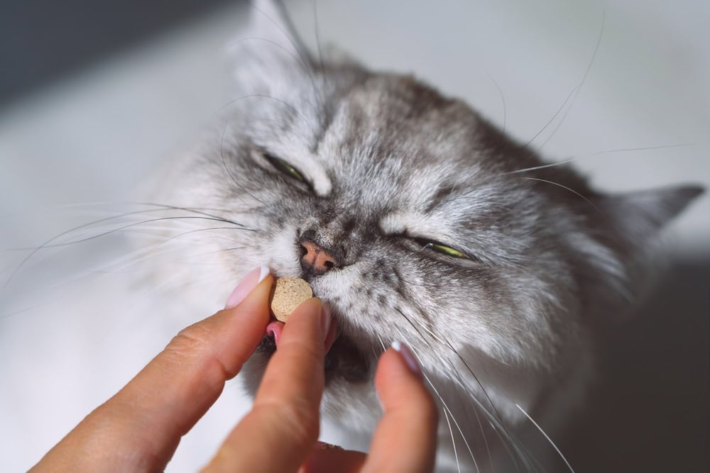 cat supplement