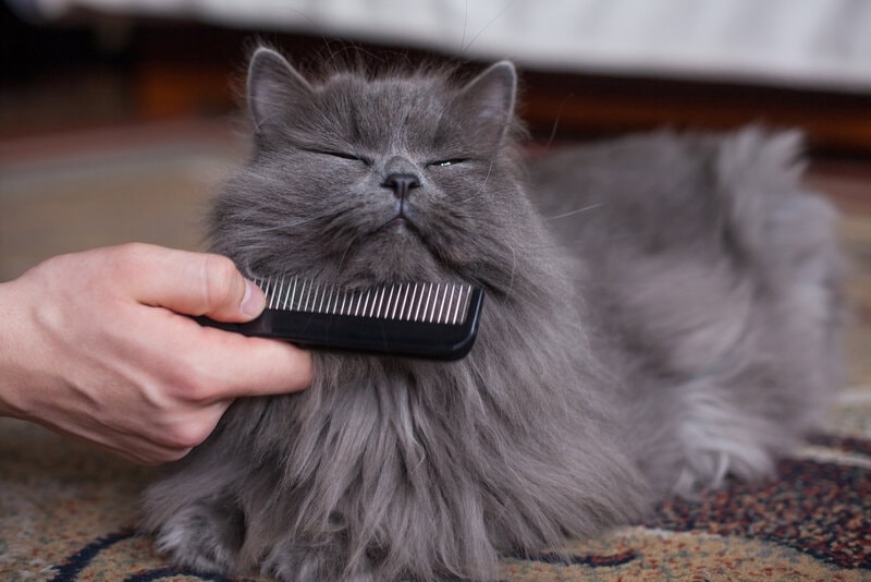 A long-haired grey cat being combed