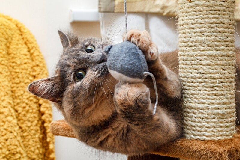 cat playing with a toy