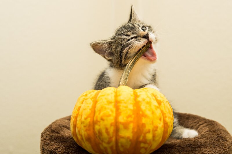 A cat and a pumpkin