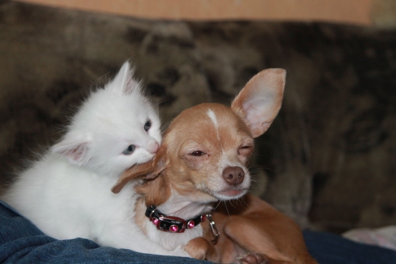 chihuahua and cat