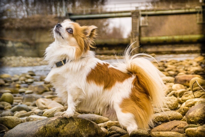 chihuahua dog in rocks