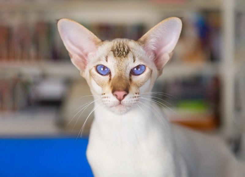 close up of colorpoint shorthair cat