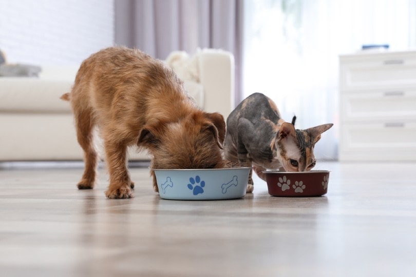 dog and cat eating pet food together at home