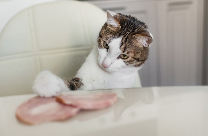 Can Cats Eat Ham Vet Reviewed Health Safety Guide Hepper