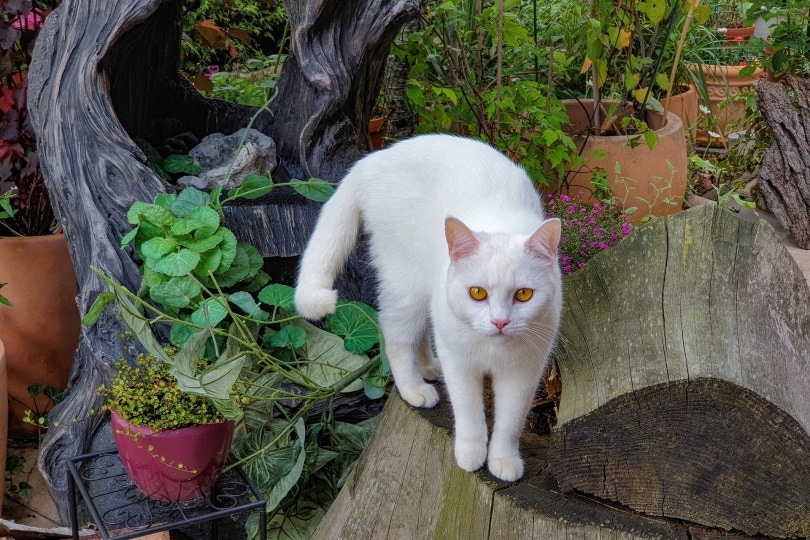 domestic shorthair cat in garden